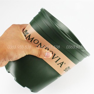 Chậu Monrovia 1GL