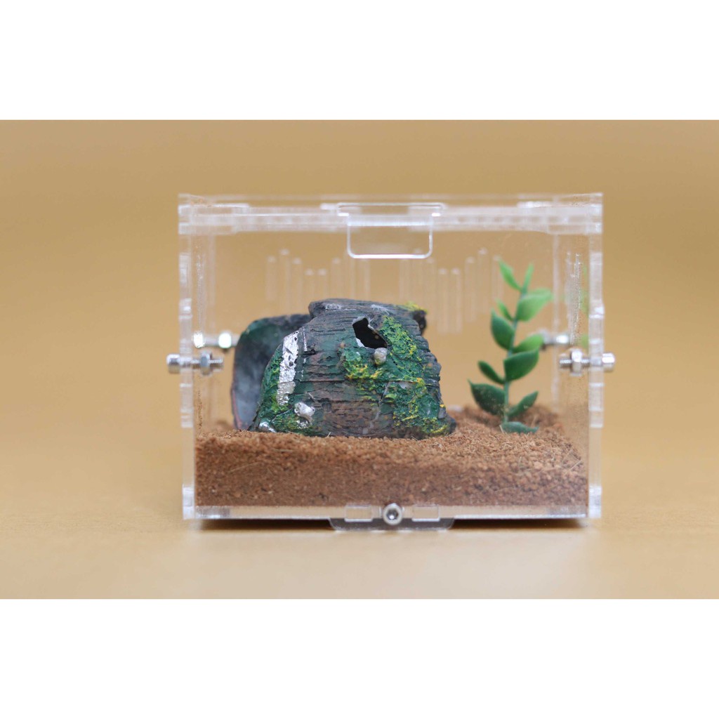 Hộp nuôi Nhện Sling - 10 8 8cm (tank sling)