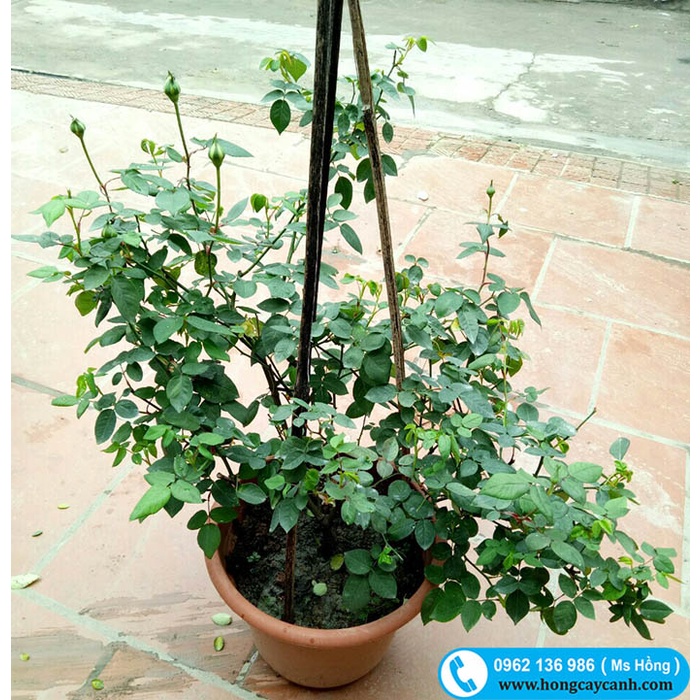 Hoa Hồng Cổ SaPa Tree Và Bụi
