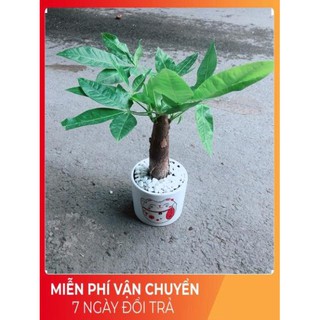 Chậu Kim Ngân 1 Thân (2)