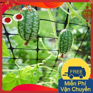 Combo 3 Gói Hạt Giống Dưa Hấu Mini