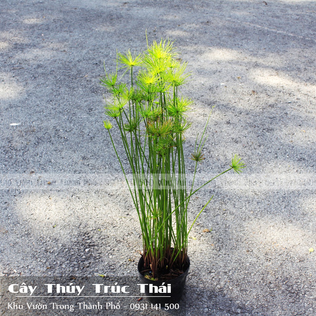 Cây Thủy Trúc Thái (CYPERUS HASPAN)