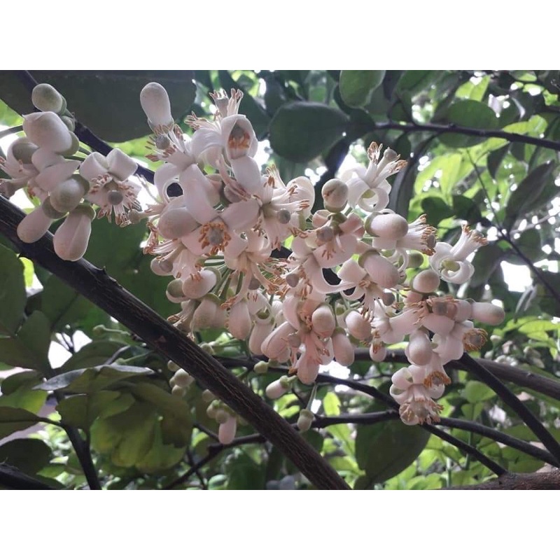 Xịt tóc hoa bưởi - xịt dưỡng tóc Dương Minh - chăm sóc tóc, làm mượt tóc, kích mọc tóc 100% thành phần tự nhiên