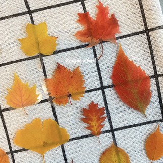 Set 20 sticker trang trí sổ "Chiếc lá cuối cùng"