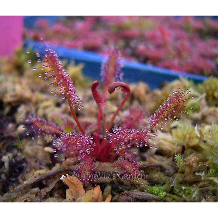 Cây bắt mồi gọng vó Drosera Capensis chuyên bắt côn trùng