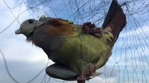 Lưới bẫy chim tàng hình Thái Lan bao trang
