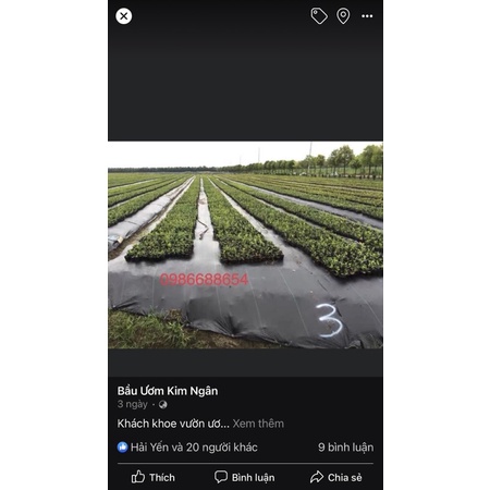 Bạt  phủ cỏ dùng trong  nông nghiệp (khổ 0,5m dài 200m)