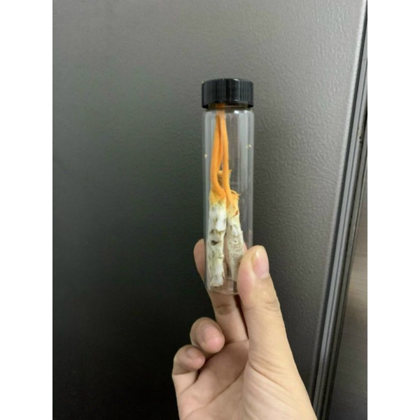 [Combo 05 con Đông trùng hạ thảo] Nuôi cấy tự nhiên trên ký chủ nhộng tằm (Theo đề tài cấp Nhà nước)