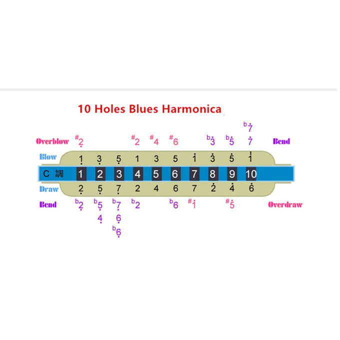 Kèn Harmonica 10 Lỗ Tone C D E F G A B Chất Lượng Cao