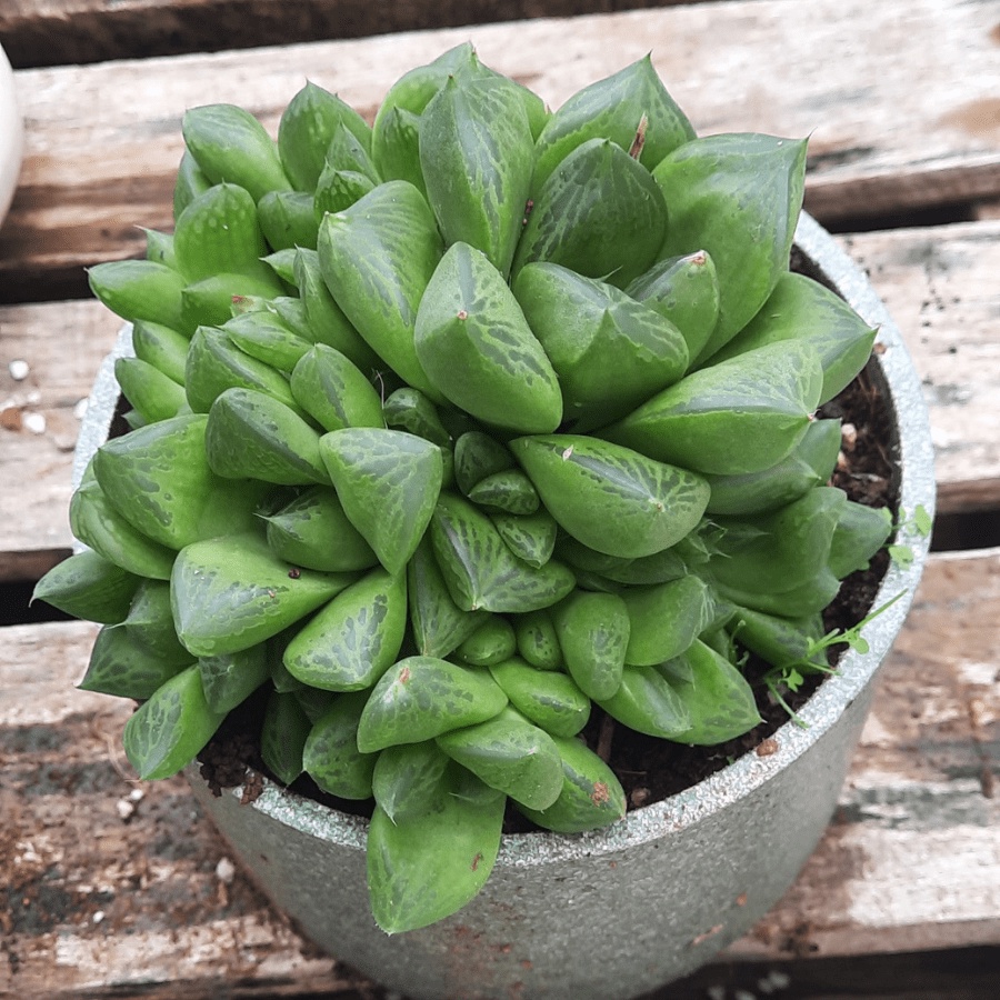 Cây sen đá để bàn kèm chậu đất nung, quà tặng sen đá LAFA GARDEN