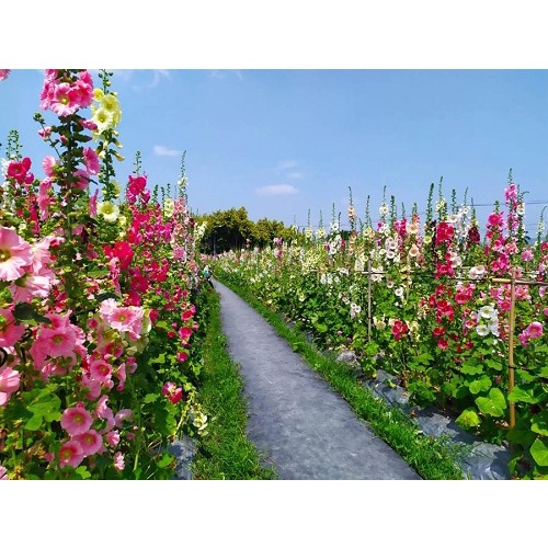 Hạt giống mãn đình hồng mix màu (tặng kèm phân bón và kích mầm)