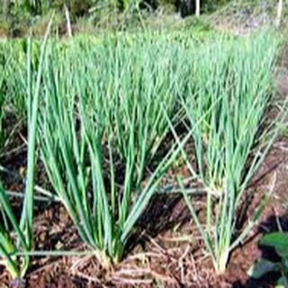 1gram HẠT GIỐNG HÀNH LÁ CAO SẢN