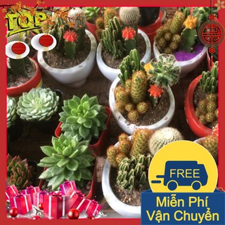 Combo 2 Gói Hạt Giống Sương Rồng Mix