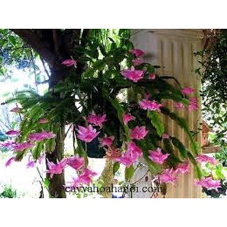 COMBO 2 THÂN lan càng cua – cây TIỂU QUỲNH -Hoa đẹp độc đáo hàng cây giống