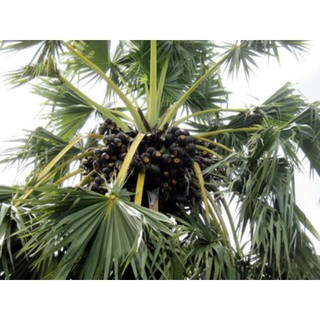 1kg đường thốt nốt
