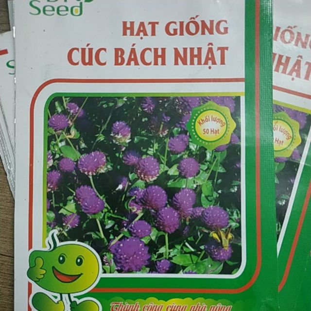 HẠT CÚC BÁCH NHẬT HOA ĐẸP - Rau củ quả trồng tại vườn, sân thượng, nông trang, ban công