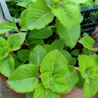 Cây Húng chanh 9k/ cây