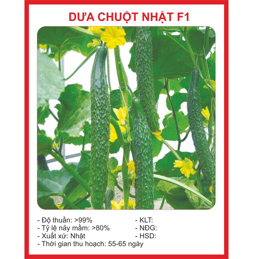 Dưa Chuột Nhật ( Dưa chuột kiếm) - 10 Hạt