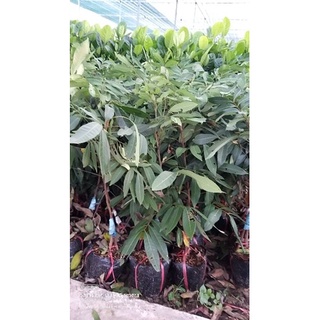 Cây Giống nhãn siêu trái (hay gọi là nhãn Hồng Phúc)