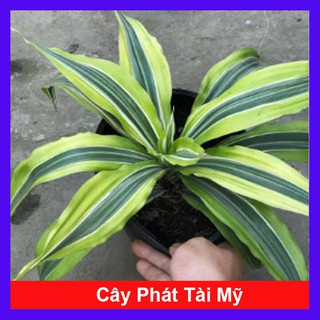 Cây Phát Tài Mỹ - Cây cảnh phong thủy