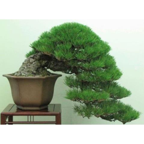 30 hạt giống cây tùng bonsai nhật bản