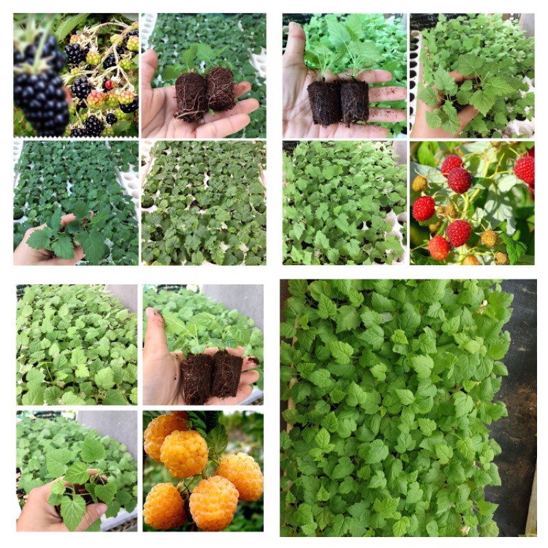Combo 10 Cây giống  đủ loại. Mua 10 được 11 cây