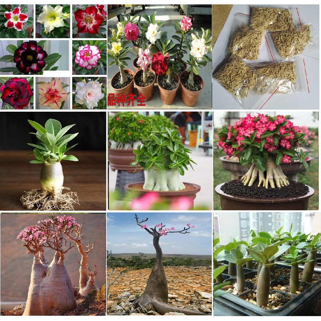 Hạt Giống Hoa Sứ Thái Nhiều Màu, Tỷ Lệ Nảy Mầm Cao, Trồng Được Quanh Năm - Khang Nông Seeds