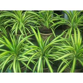 Chậu 1 bụi Dứa sọc vàng