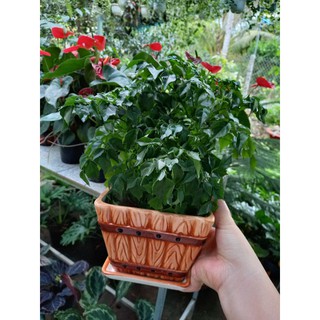 Cây Hạnh Phúc Chùm
