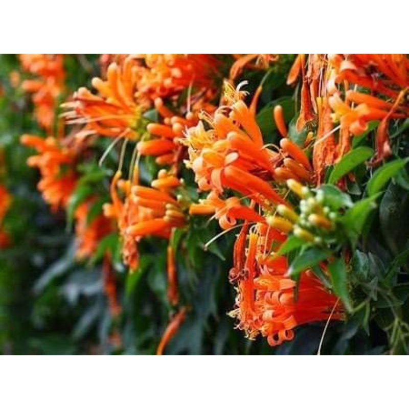 Hoa leo chùm ớt- rạng đông