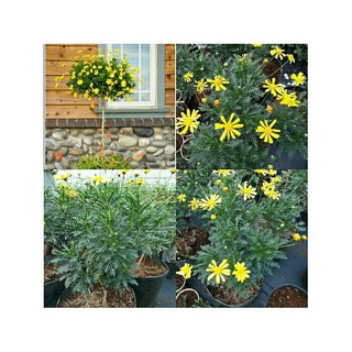 Cúc thân gỗ bầu đất - Cúc trường thọ, cúc vạn niên - Bầu rễ ổn định, cho hoa quanh năm - Trang Flower