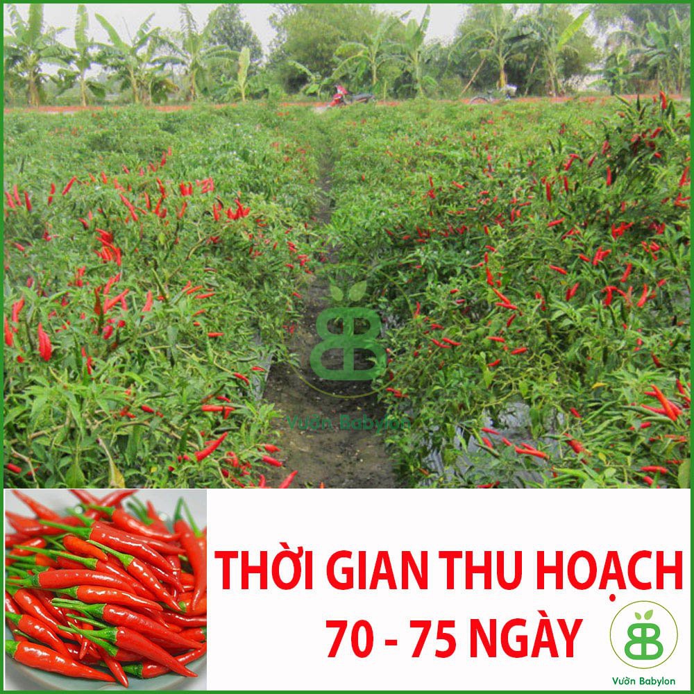 Hạt Giống Ớt Chỉ Thiên Siêu Cay