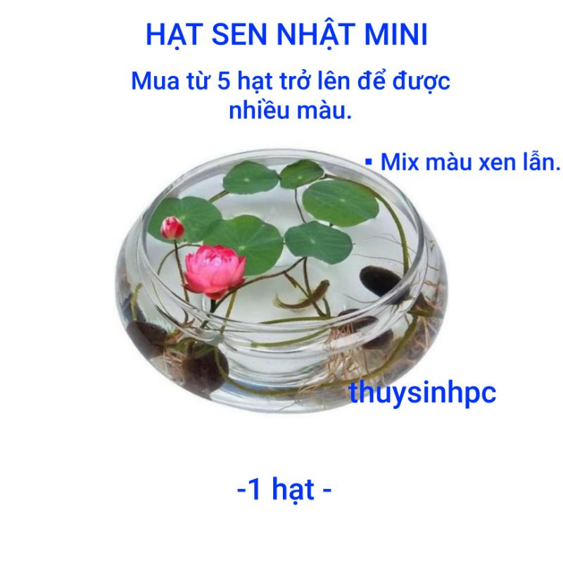 1 hạt sen mini mix màu ngẫu nhiên