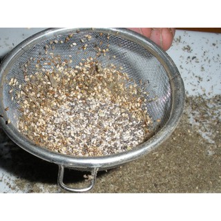 HẠT GIỐNG HẠT CHIA ÚC - 1,5Gram/ gói (~ 1000 hạt)