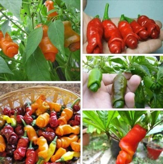 Hạt giống Ớt cu tí