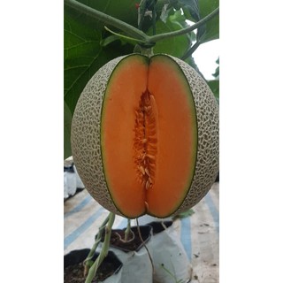 🍈hạt giống dưa lưới 🍈 - 10hạt/ 1 gói - tỉ lệ nảy mầm cao