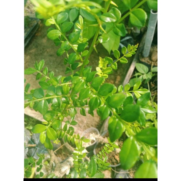 Cây sọ chó hay sẻn gai combo 3 cây
