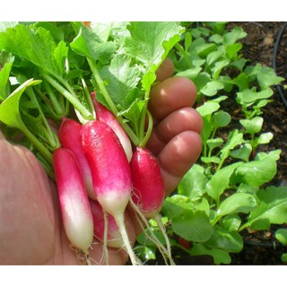  Hạt Giống Củ Cải Đỏ Dài - Gói 2 Gram
