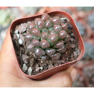 Chậu Sen Đá Kim Cương màu đỏ