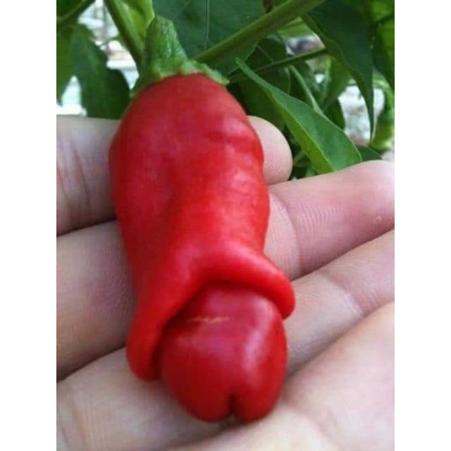 Gói 20 hạt Ớt cu tí siêu độc lạ Đẹp Giống dễ trồng, chịu nhiệt trồng quanh năm luckyseed hạt siêu rẻ