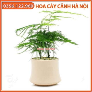 Cây thuỷ tùng cả chậu sứ