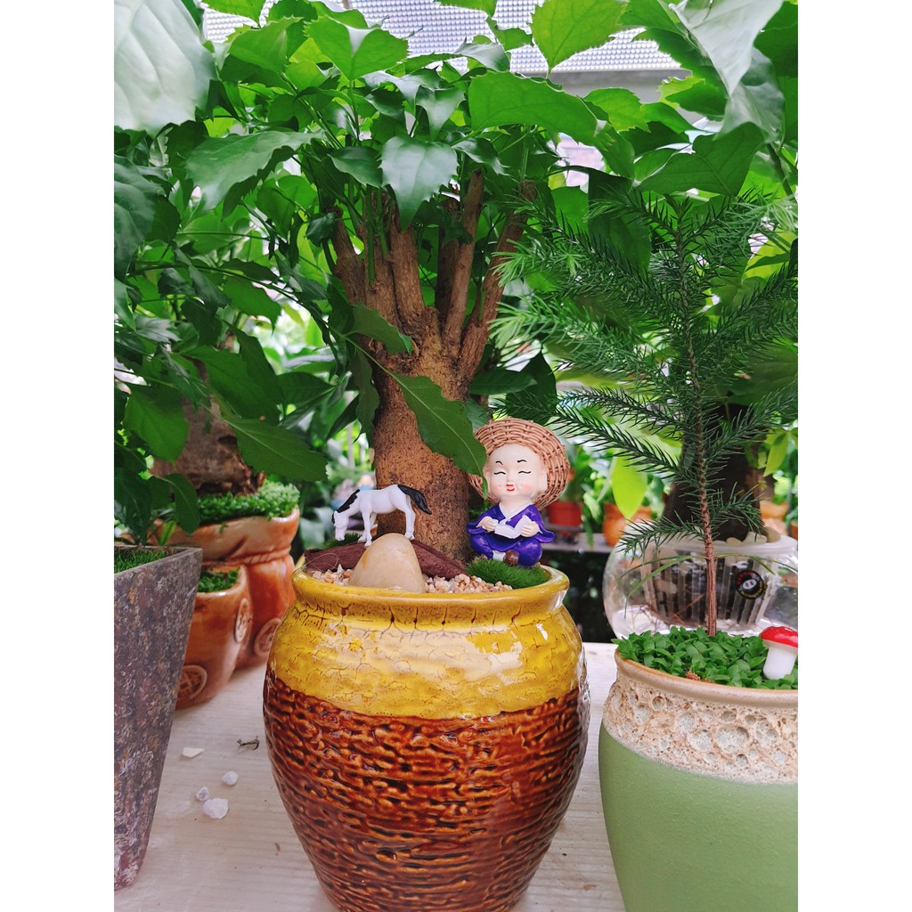 Cây hạnh phúc bàn to