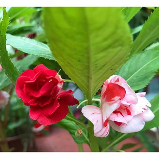 Hạt Giống Hoa Móng Tay Kép Mix
