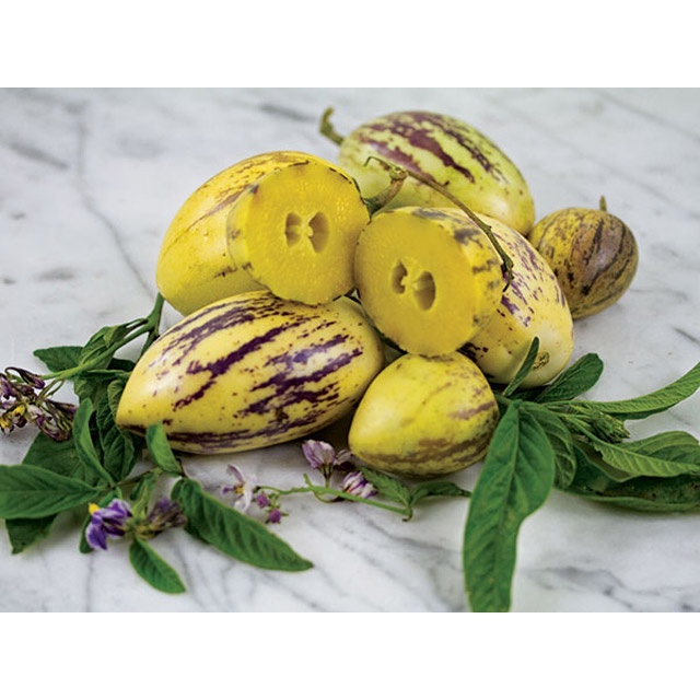 Hạt Giống Dưa Pepino Mỹ