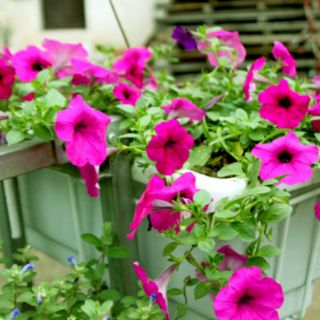 Hạt Giống Dạ Yến Thảo Mix (Petunia Hibrida ) 100 hạt