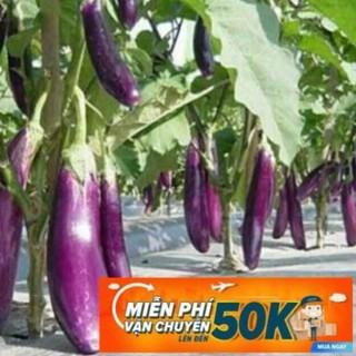 1g Hạt giống Cà tím (tặng gói kích nẩy mầm và hướng dẫn) LuckyseadTG