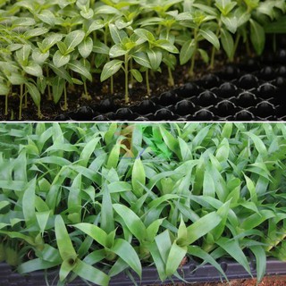 Vỉ ươm cây giống 104 lỗ