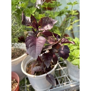 Purple basil / cây húng tây (quế tây) tím