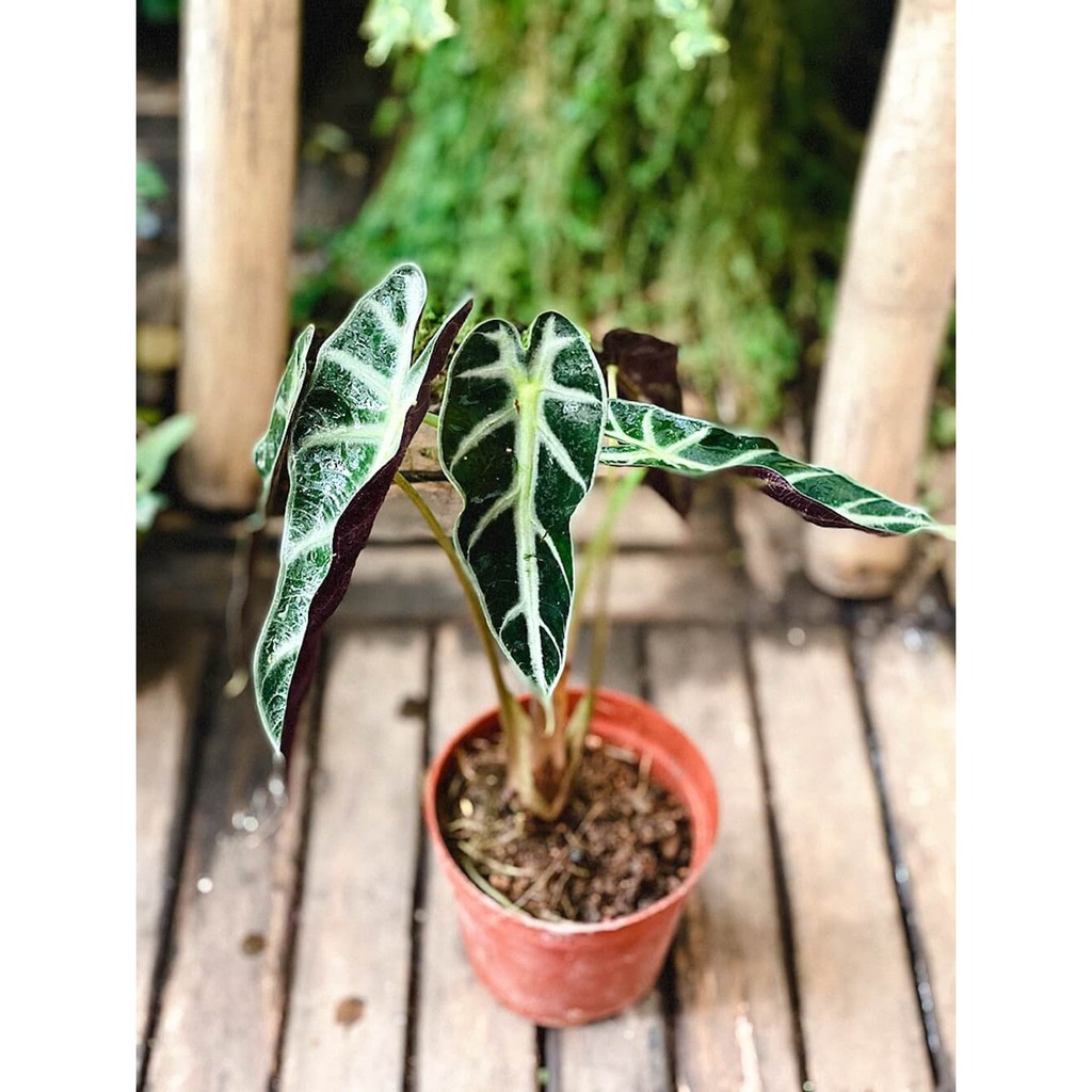 Cây Môn Quan Âm Bambino Lá Hẹp - Alocasia Bambino Narrow Leaf (chậu nhựa hoặc chậu đất nung)