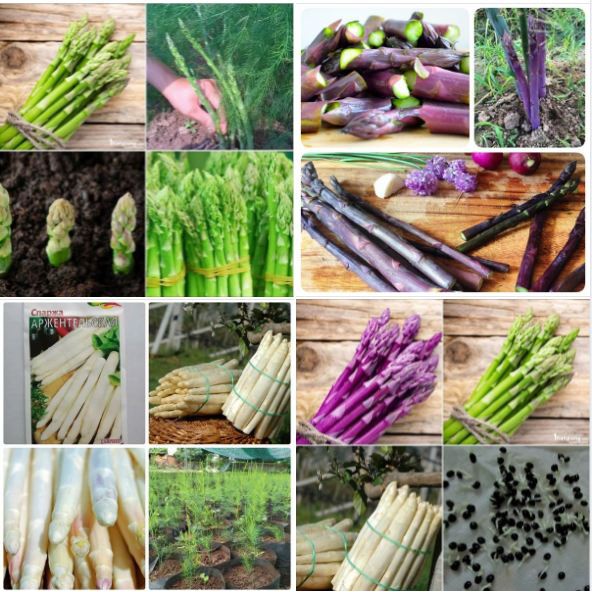 3 loại măng tây ( xanh trắng tím ) - Kèm gói kích hạt nảy mầm